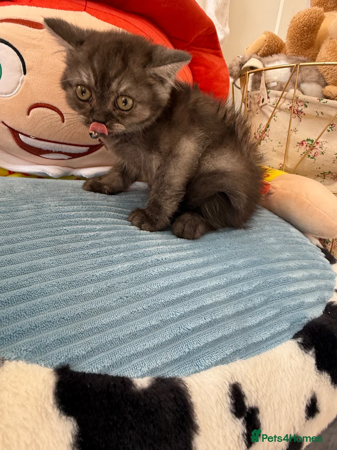 Persian cats for sale: Exotic Persian kitten  - Advert 2