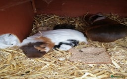 Guinea Pig rodents for sale: Furry guinea pigs - Image 2