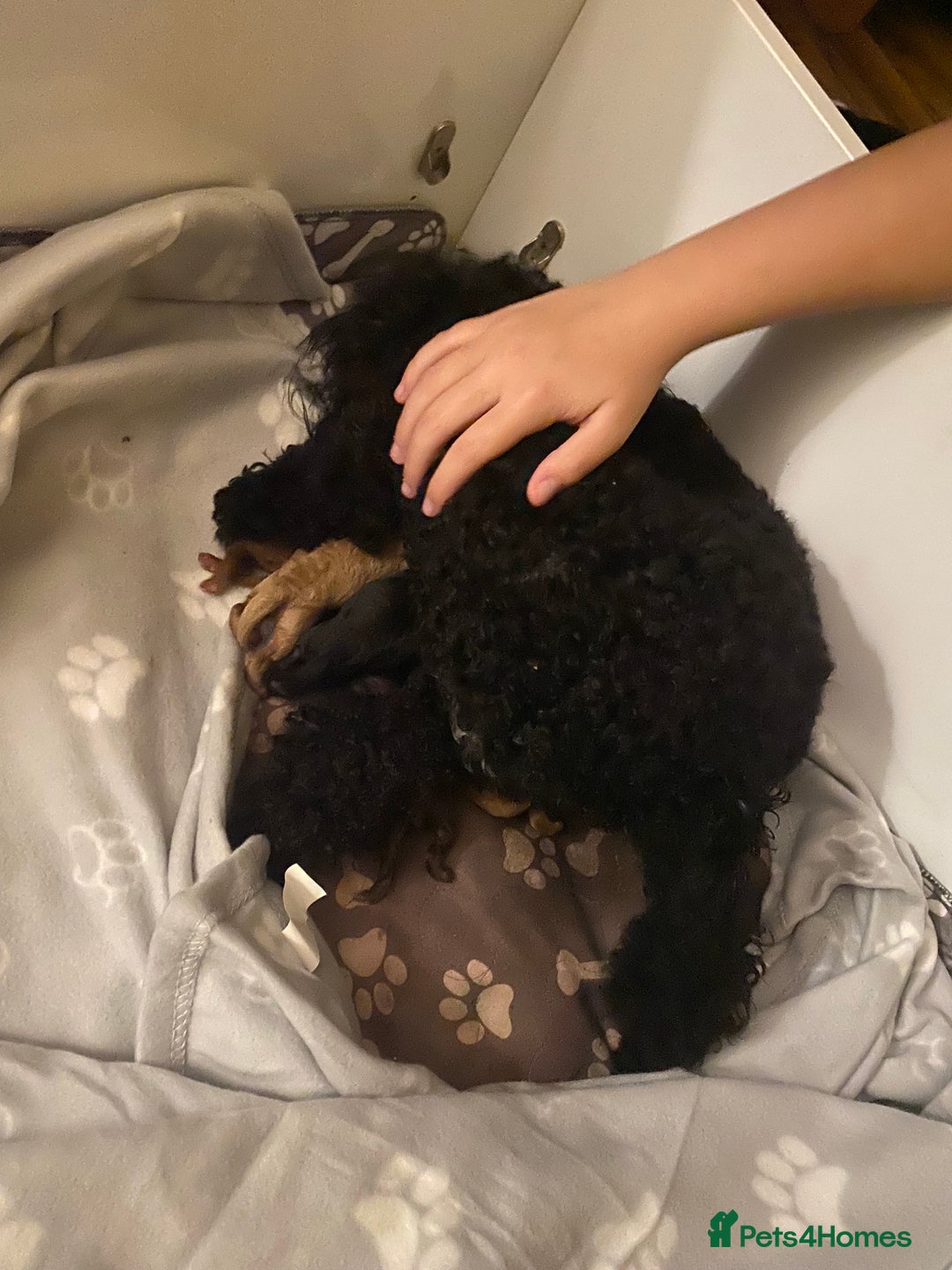 Miniature Poodle dogs for sale: Beautiful Miniature/Toy poodles  - Image 8