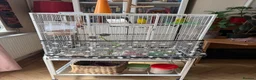 Budgerigars birds for sale: Pair of half tamed budgies  in Wallington - Advert 3