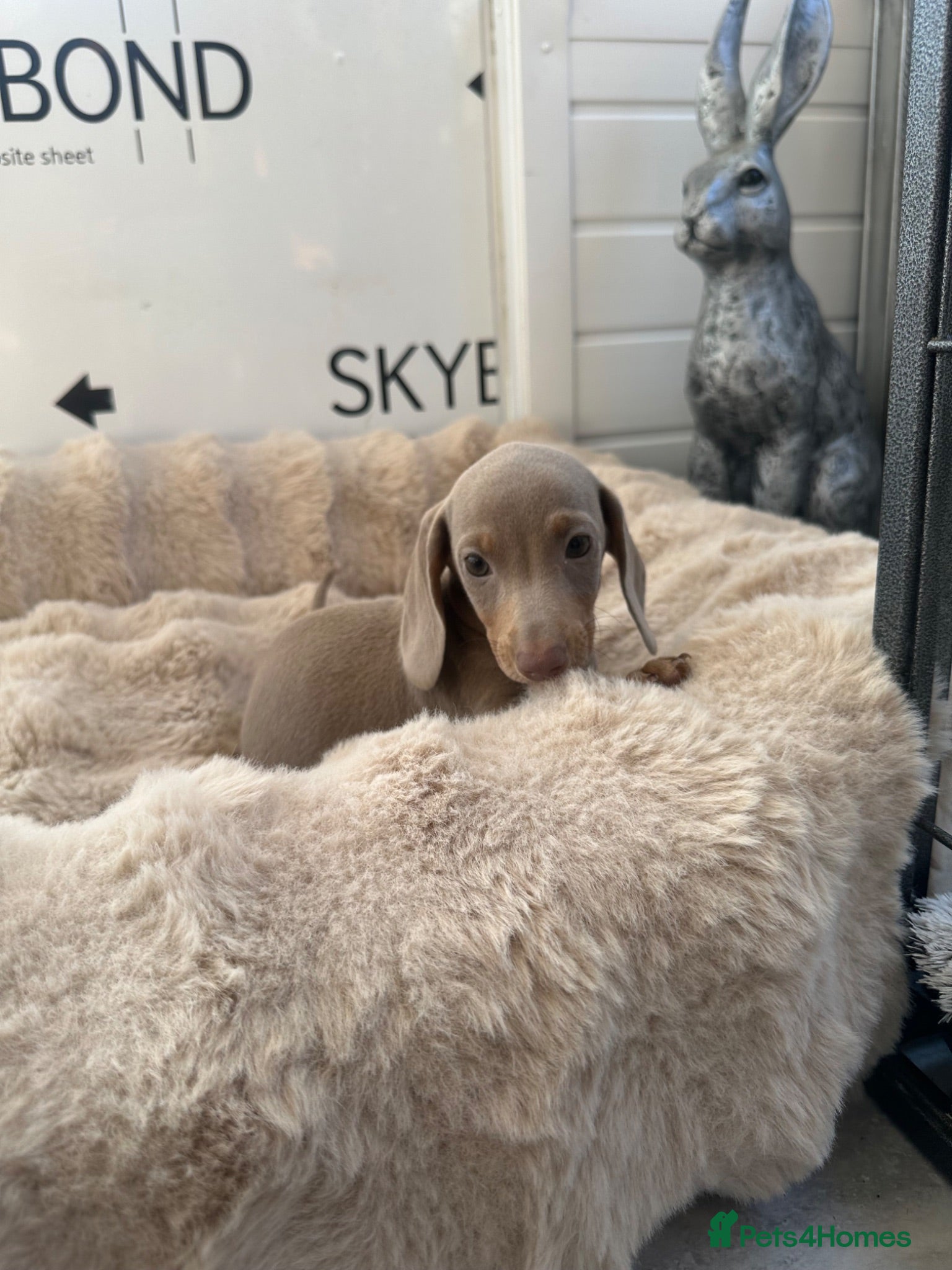Miniature Dachshund dogs Miniature Dutch hound puppies - Advert 1