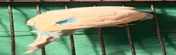 Budgerigars birds for sale: NON-FLYERS  Pair of Budgies – £40 for the pair - Advert 9
