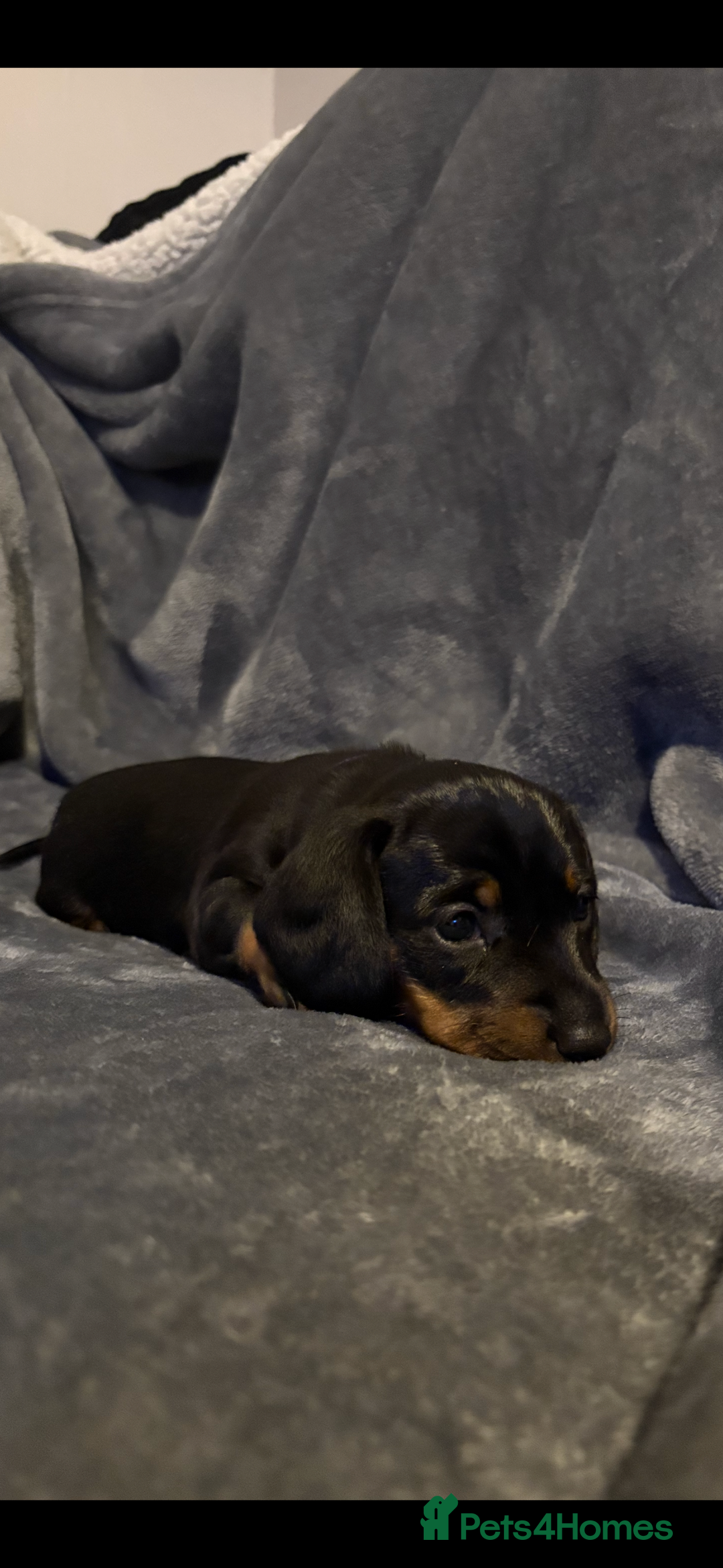 Dachshund dogs for sale: Dachshunds pups for sale - Advert 3