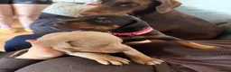 Dobermann dogs for sale: dobermann pinscher - Advert 9
