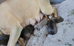 French Bulldog dogs for sale: Gorgeous french bulldogs - Image 26