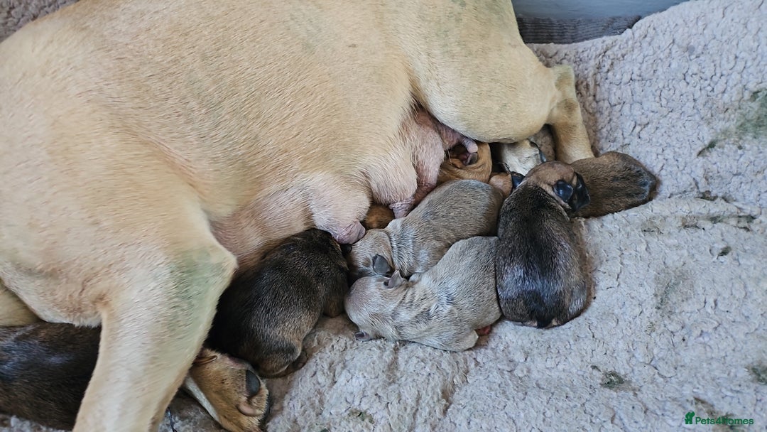 French Bulldog dogs for sale: Gorgeous french bulldogs - Image 26