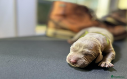 Weimaraner dogs for sale: 🐾Adorable KC Registered Weimaraner Puppies🐾 - Image 26