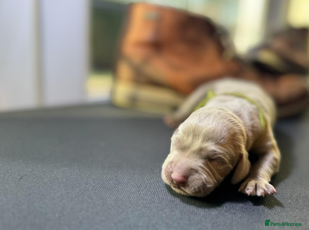 Weimaraner dogs for sale: 🐾Adorable KC Registered Weimaraner Puppies🐾 - Image 26