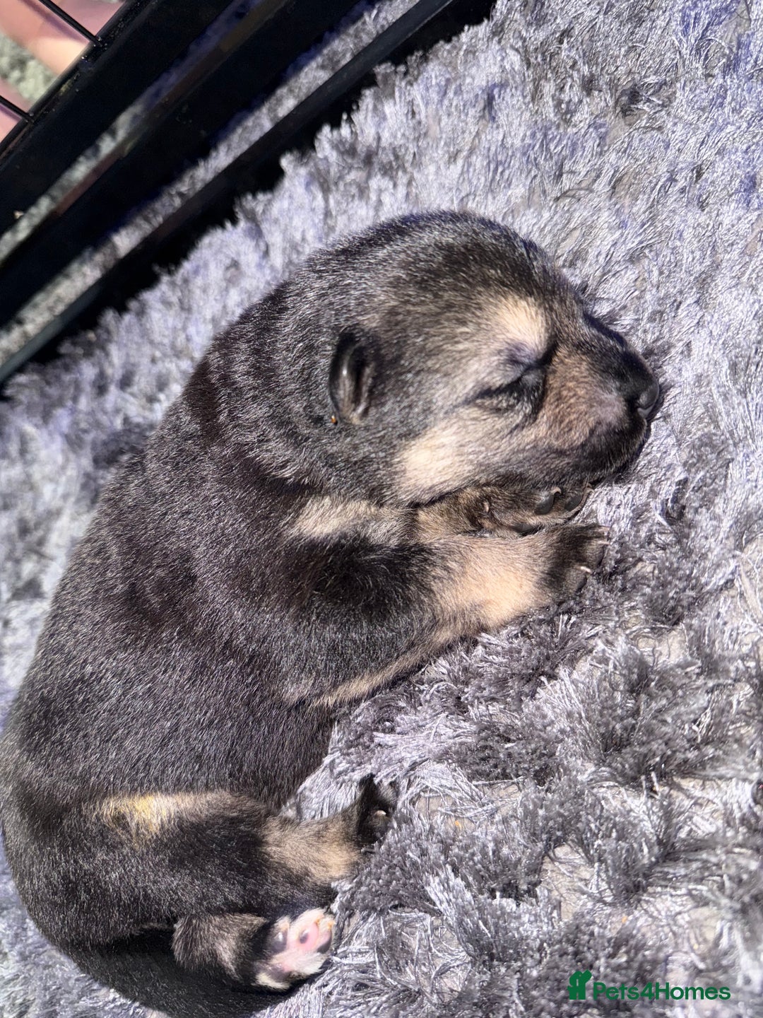 German Shepherd dogs for sale: German shepherd puppies  - Image 9