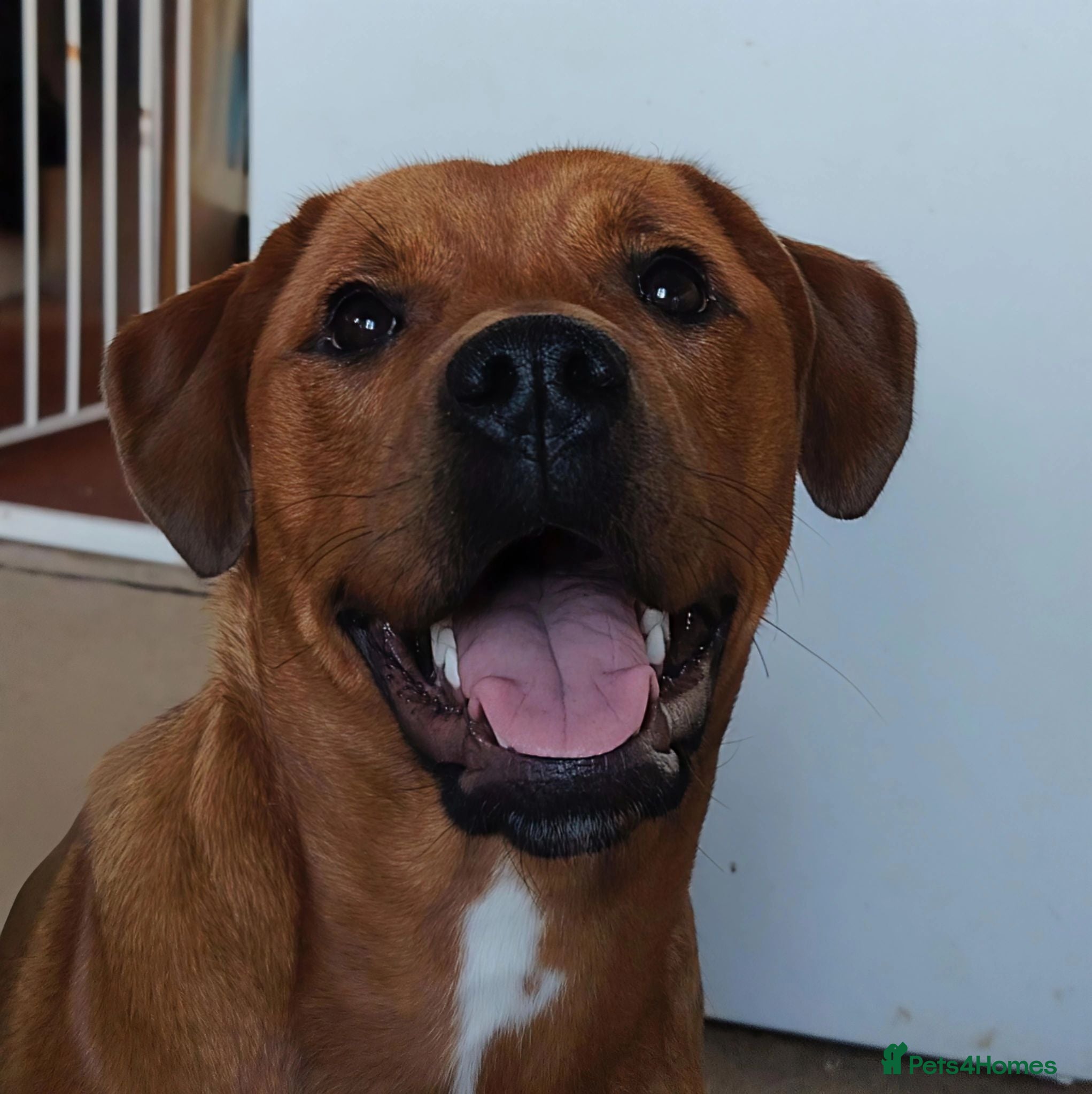 Mixed Breed dogs 1 year old staffy cross rottie  - Advert 2