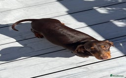 Miniature Dachshund dogs for sale: 2 miniature dachshund puppies  - Advert 2