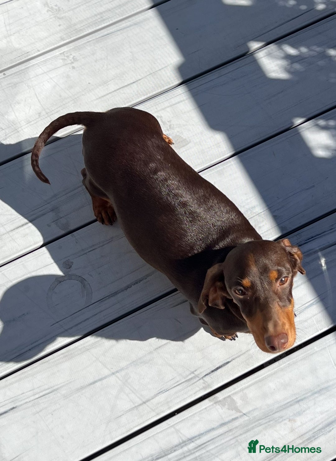 Miniature Dachshund dogs for sale: 2 miniature dachshund puppies  - Advert 2