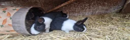 Dutch rabbits for sale: Diddy little Dutch buns- super friendly - M and F - Advert 13