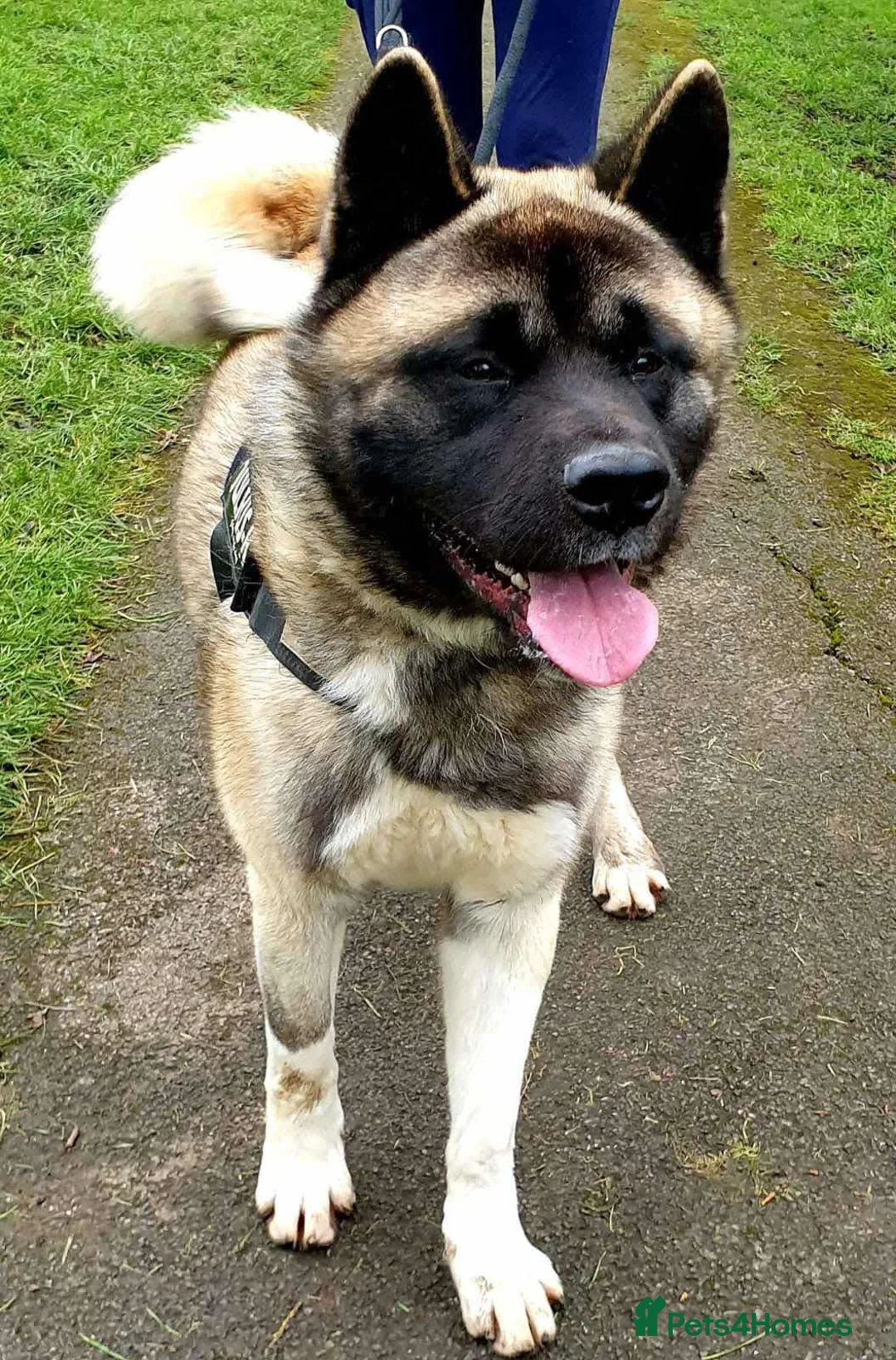 Akita dogs for adoption: Rocky in Worksop - Advert 2