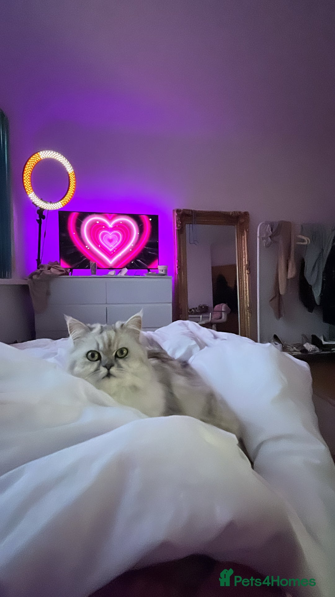 Persian cats for sale: Silver tipped white Persian female 3 years old - Advert 1