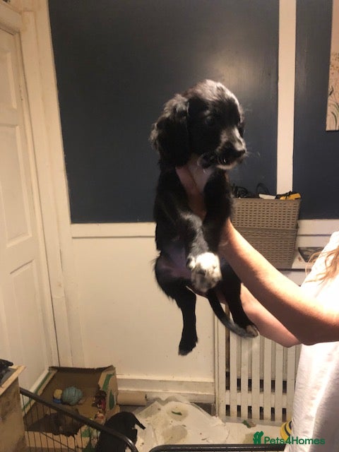 Mixed Breed dogs cockapoo x collie poo - Advert 2