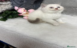 British Shorthair cats for sale: Blue/Lilac/Bicolour & Tortie Full Pedigree Reg BSH - Image 8