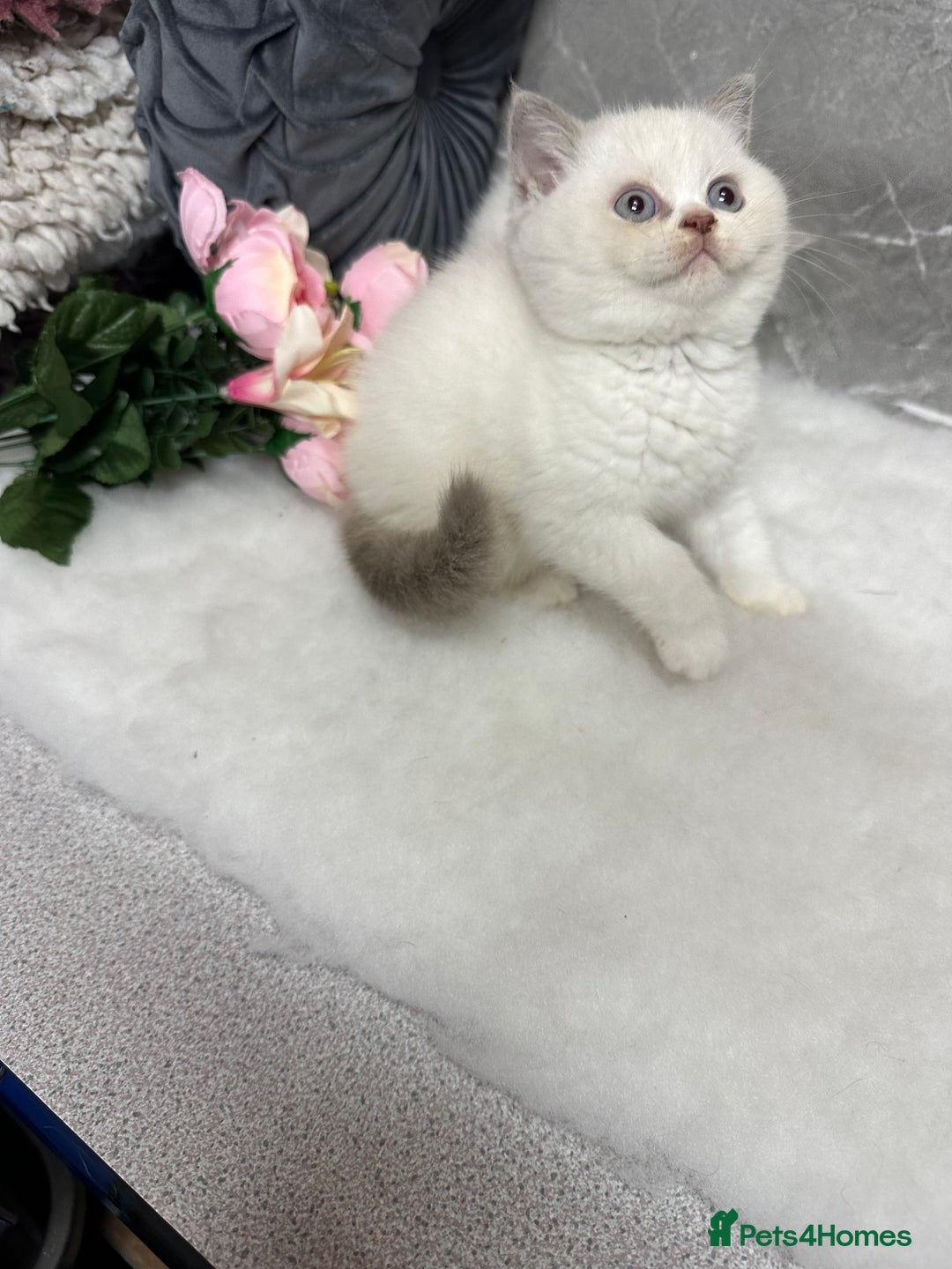 British Shorthair cats for sale: Blue/Lilac/Bicolour & Tortie Full Pedigree Reg BSH - Image 8