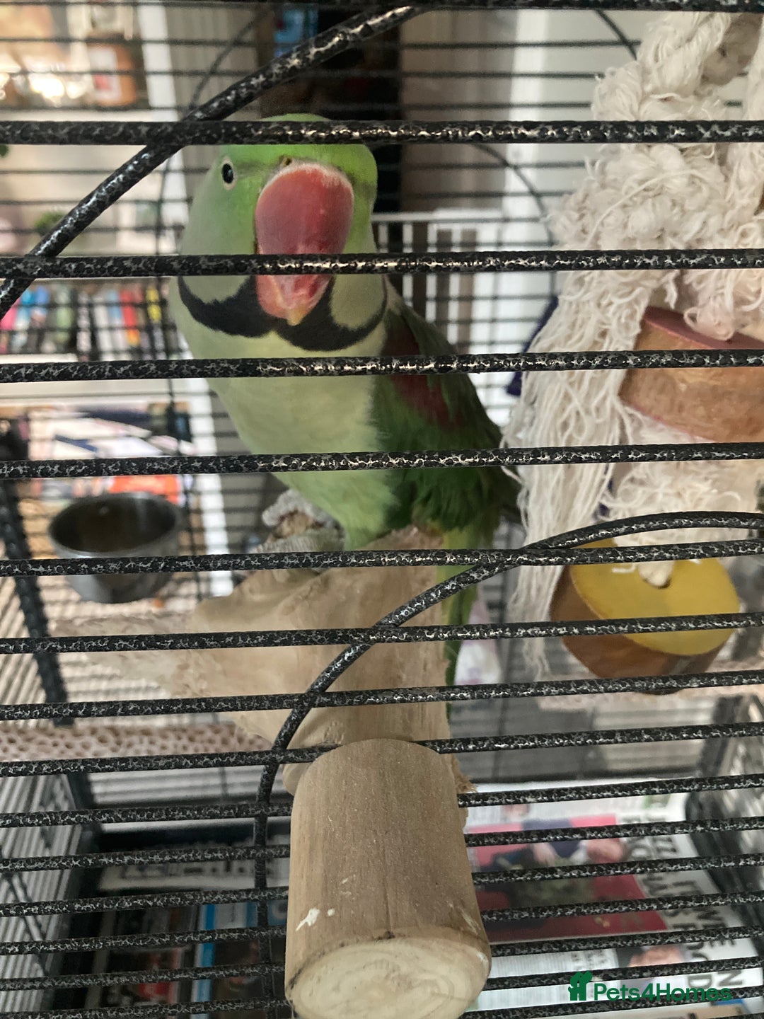 Parrots birds for sale: Felix the Alexandrine Parakeet - Advert 5