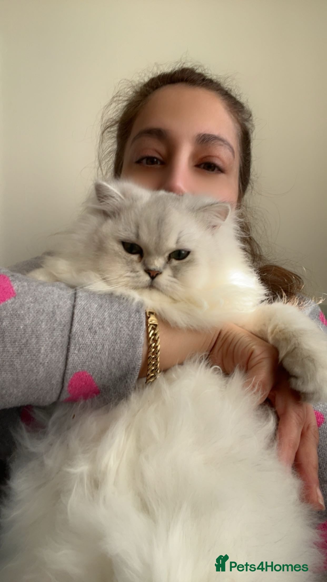 Persian cats Kitty - Advert 3