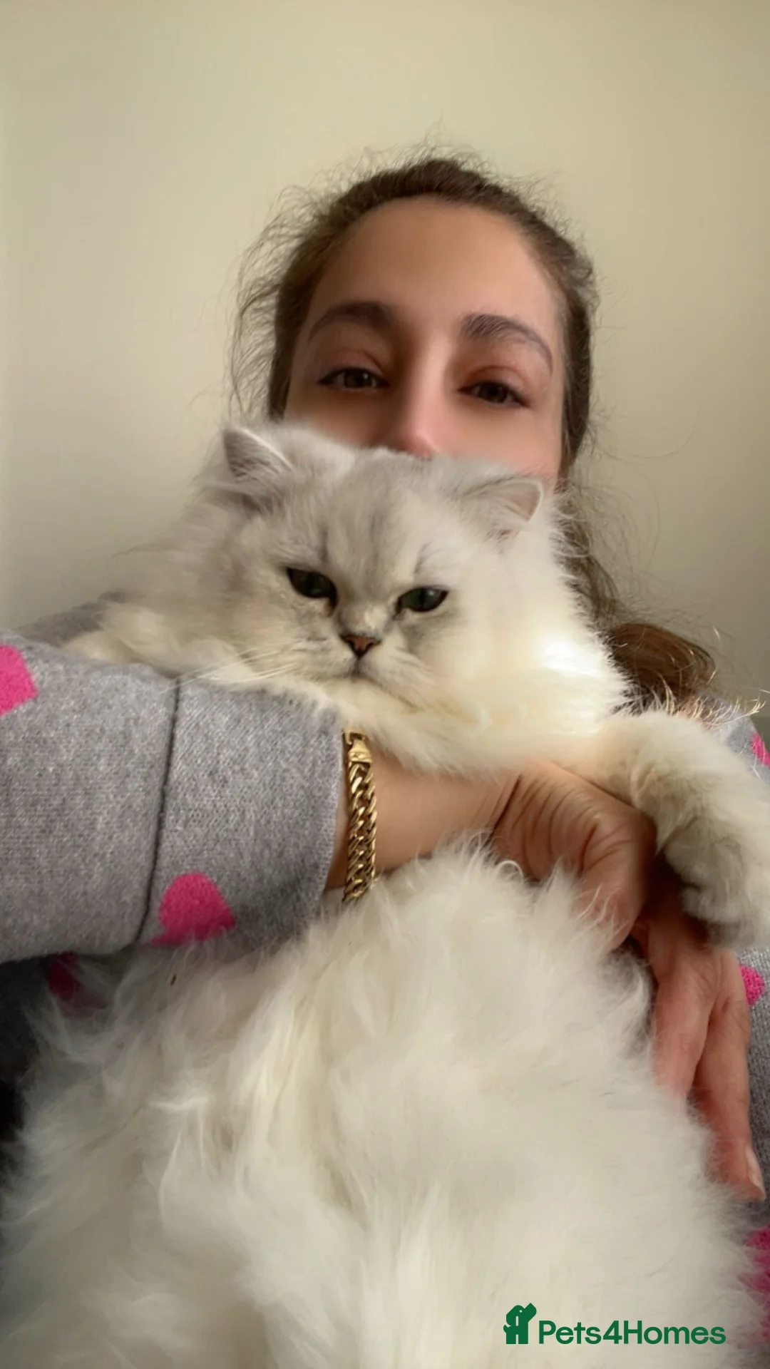 Persian cats for sale: Kitty - Advert 1