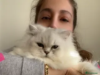 Persian cats Kitty - Advert 3