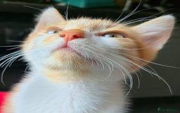 Mixed Breed cats for sale: Kittens for sale - Image 12