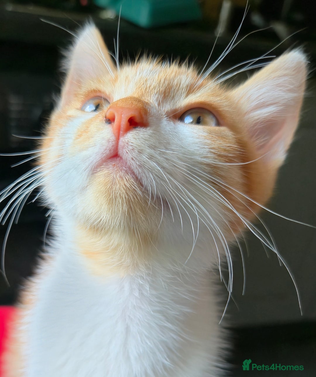 Mixed Breed cats for sale: Kittens for sale - Image 12