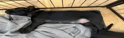 Staffordshire Bull Terrier dogs for sale:  Beautiful Staffordshire Bull Terrier Puppy - Advert 6