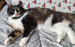 Ragdoll cats for sale: Stunning Ragdoll Calico Cross. Beautiful Markings. - Advert 1