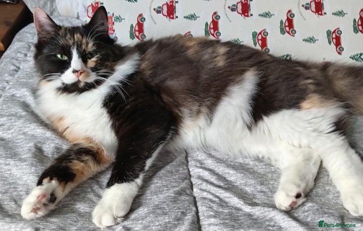 Ragdoll cats Stunning Ragdoll Calico Cross. Beautiful Markings. - Advert 1