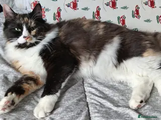 Ragdoll cats Stunning Ragdoll Calico Cross. Beautiful Markings. - Advert 15