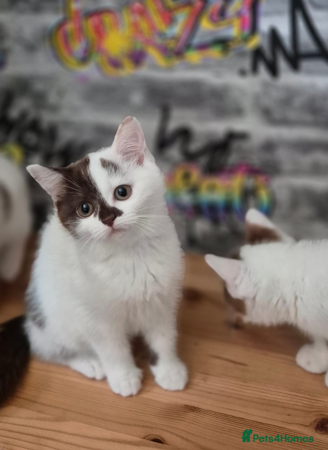 Munchkin cats for sale: Munchkin kittens ready for reservations or collect - Image 7