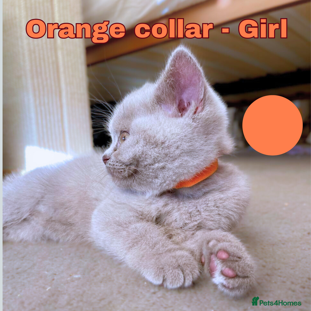 British Shorthair cats for sale: British Shorthair, Ready to be rehomed - Advert 27