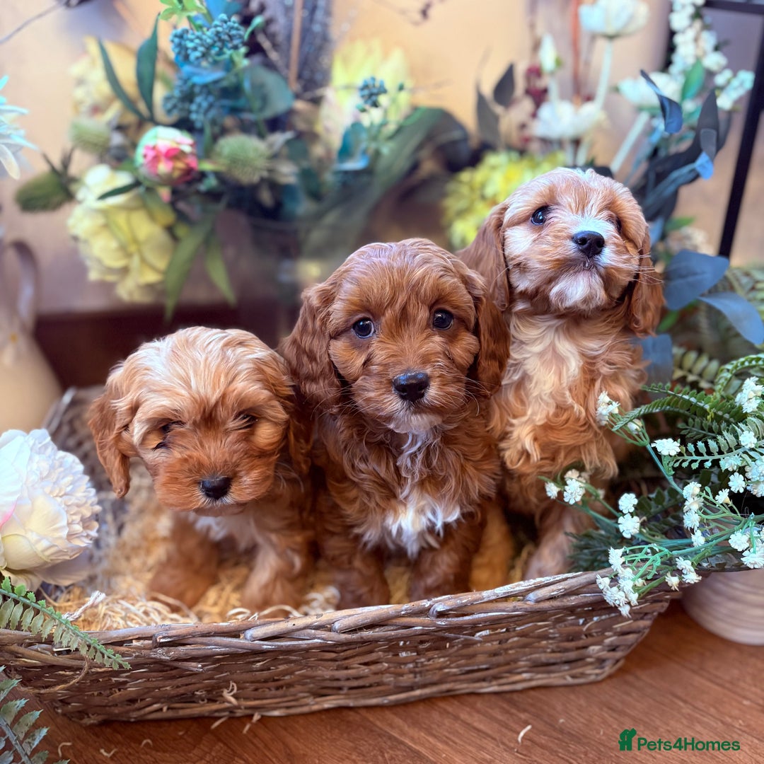 Cavapoo dogs for sale: Health tested toy cavapoo boys - Advert 4