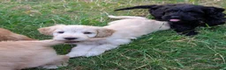 Cockapoo dogs for sale: Licensed breeder, health tested F1 cockapoos - Advert 25
