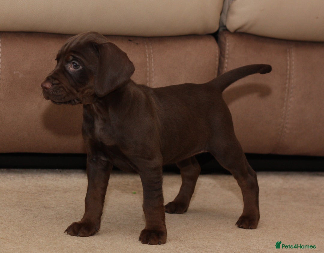 Mixed Breed dogs for sale: Working Cocker Spaniel X Hungarian Vizsla - Advert 6