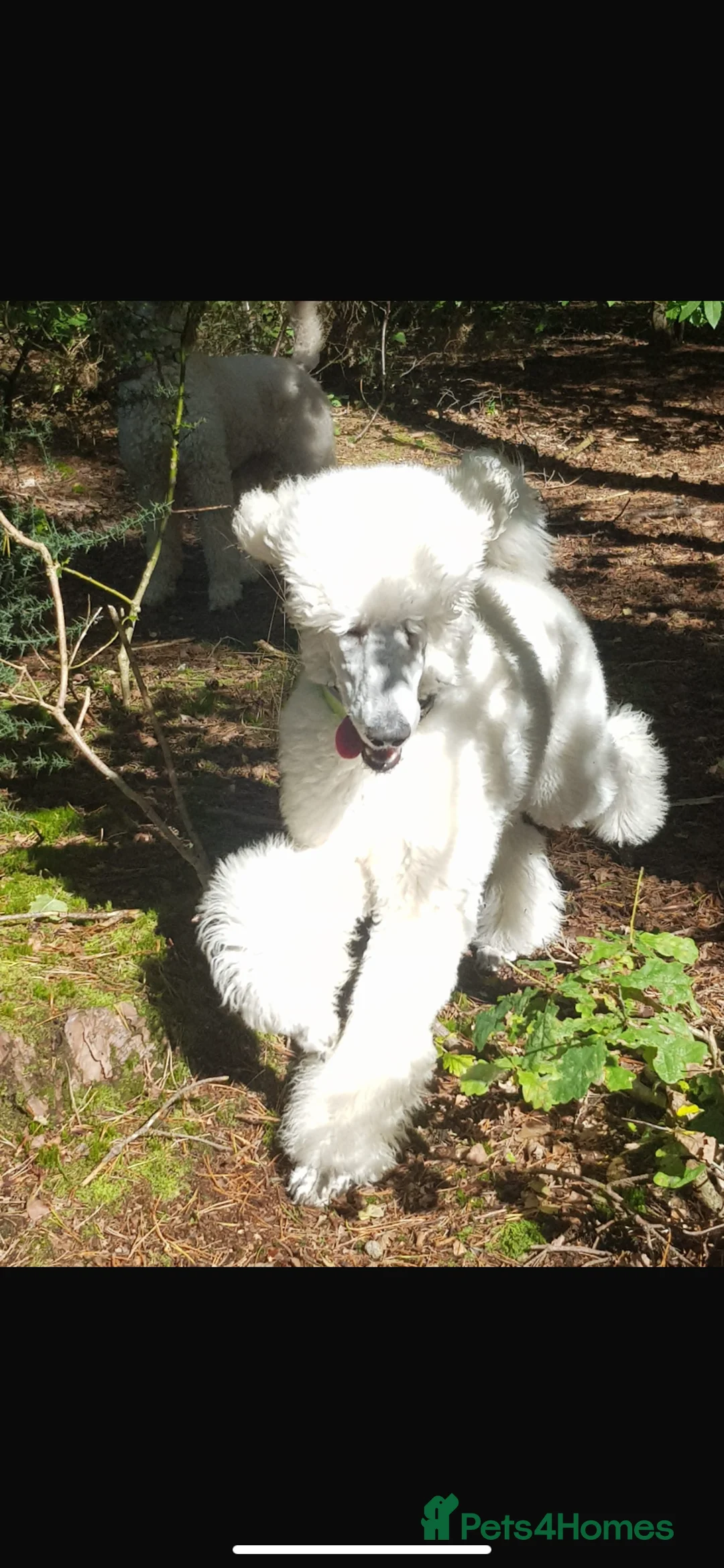 Standard Poodle dogs for stud: White standard poodle stud in Aldershot - Advert 4