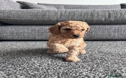 Miniature Poodle dogs for sale: Miniature poodle - Image 12
