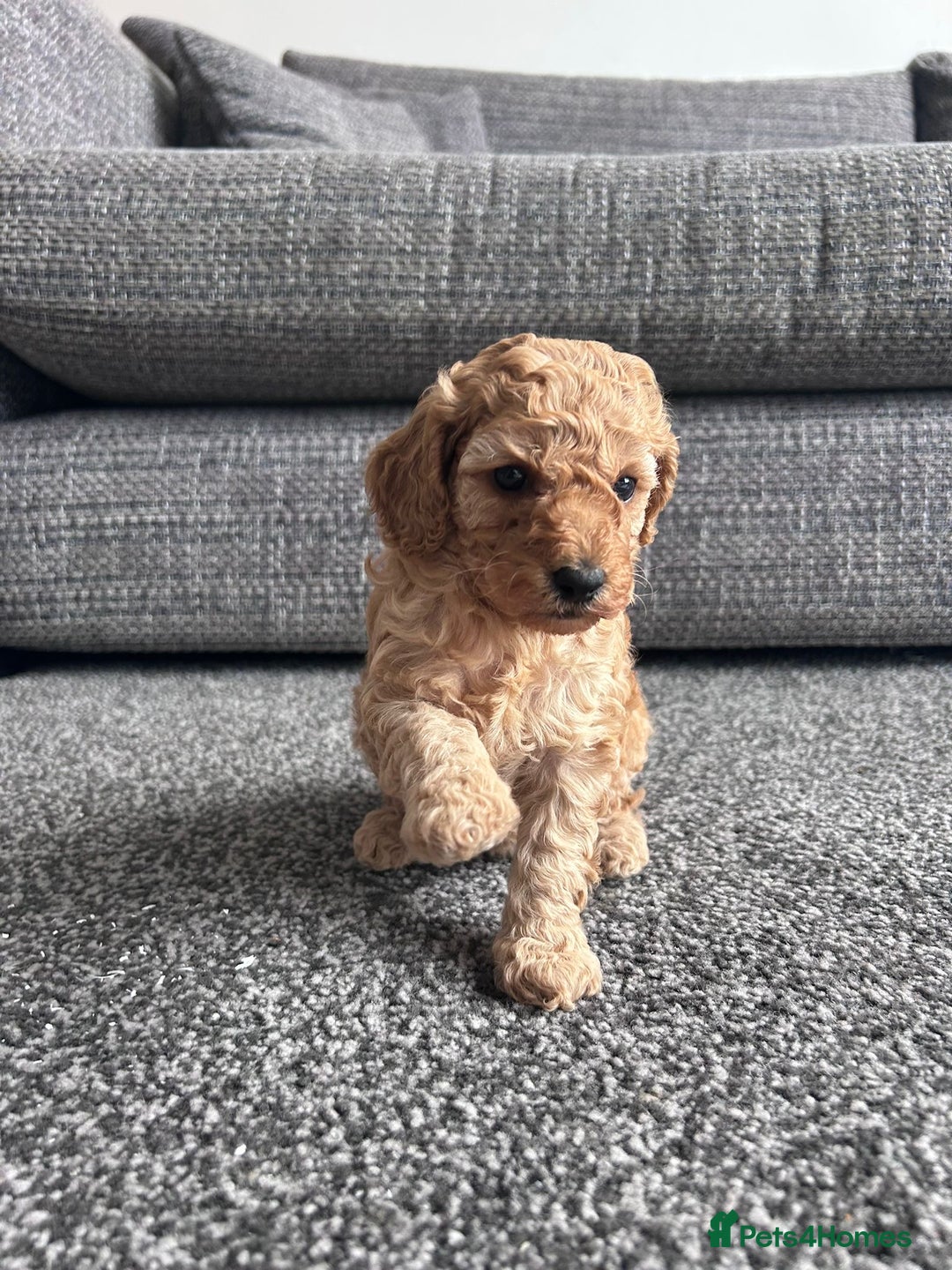 Miniature Poodle dogs for sale: Miniature poodle - Image 12