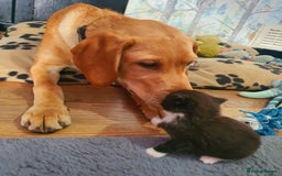 Mixed Breed cats for sale: One little black and white boy left - Image 3