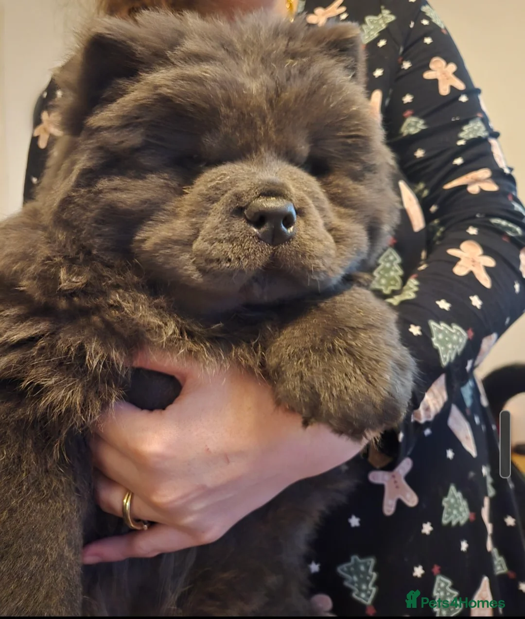 Chow Chow dogs for stud: KC Blue Chow Stud Blue Chow Chow Stud  - Advert 13
