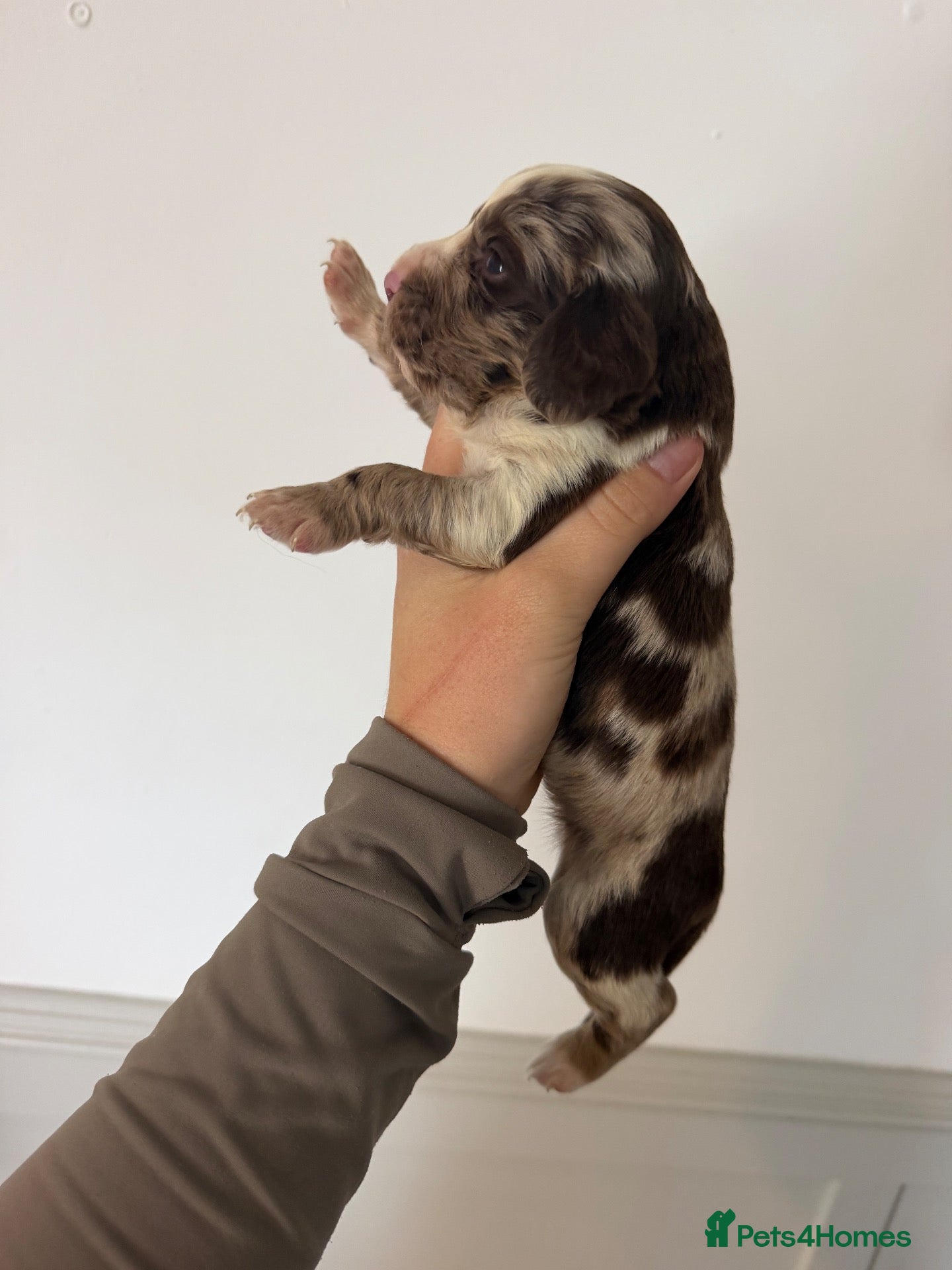 Cocker Spaniel dogs Beautiful litter of working cockerspaniel babies🐾 - Advert 2