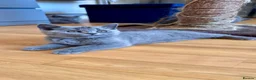 British Shorthair cats for sale: Beautiful British Shorthair kittens  - Advert 11