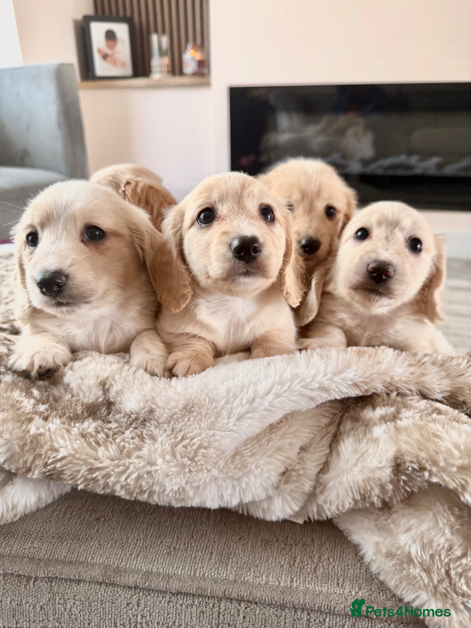 Miniature Dachshund dogs ✨🩷 absolutely STUNNING full long hair light cream - Advert 1