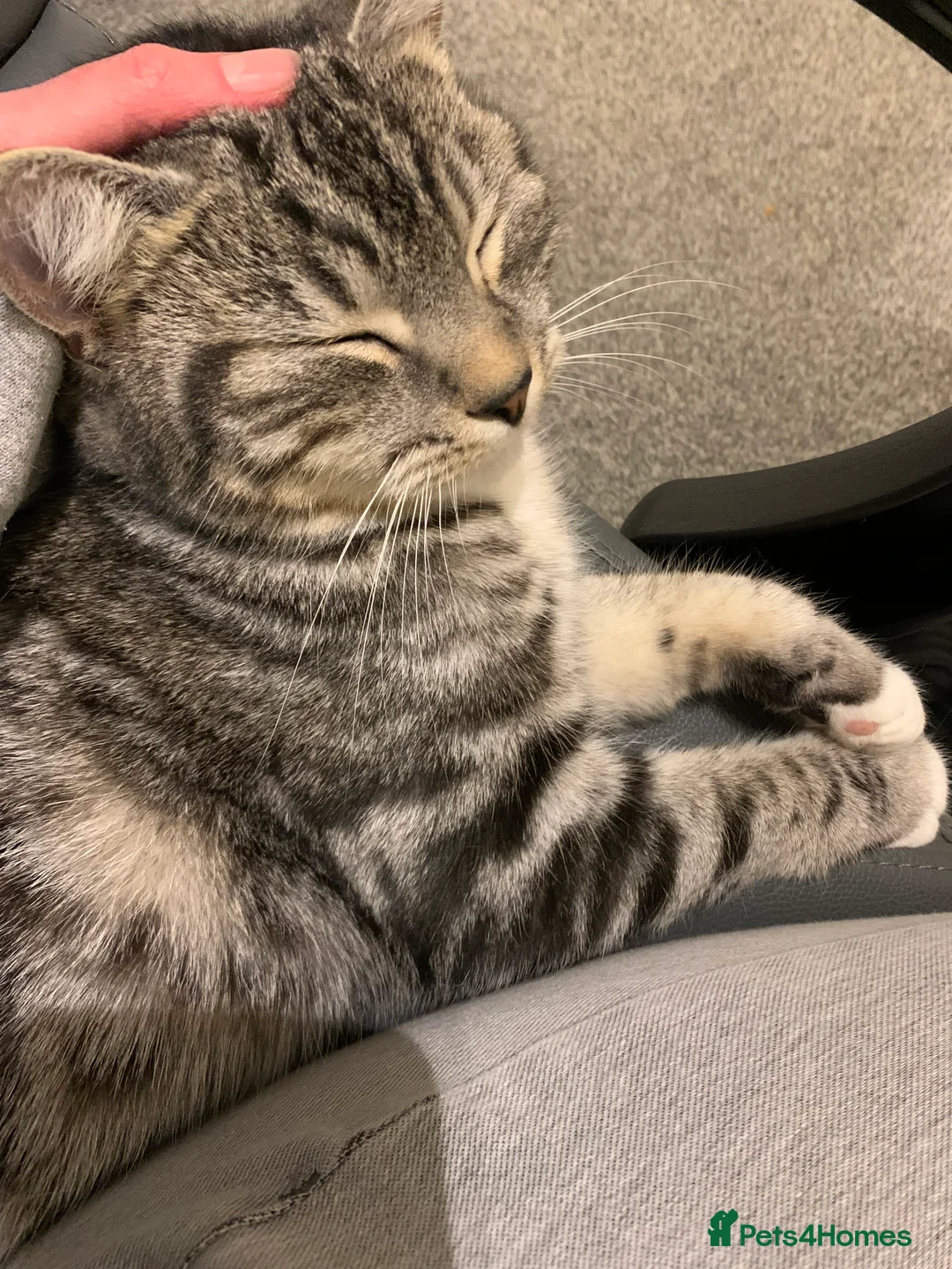 Mixed Breed cats for sale: Hunting cat  in Richmond - Advert 6