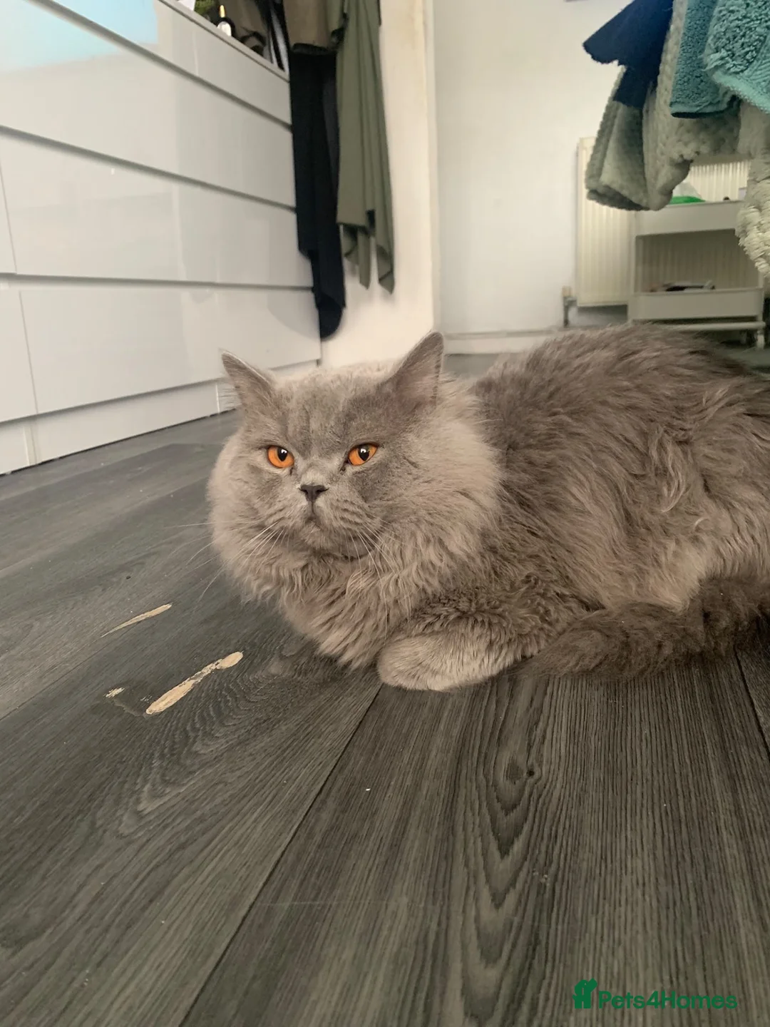British Longhair cats for sale: British longhair cat in Birmingham - Advert 2