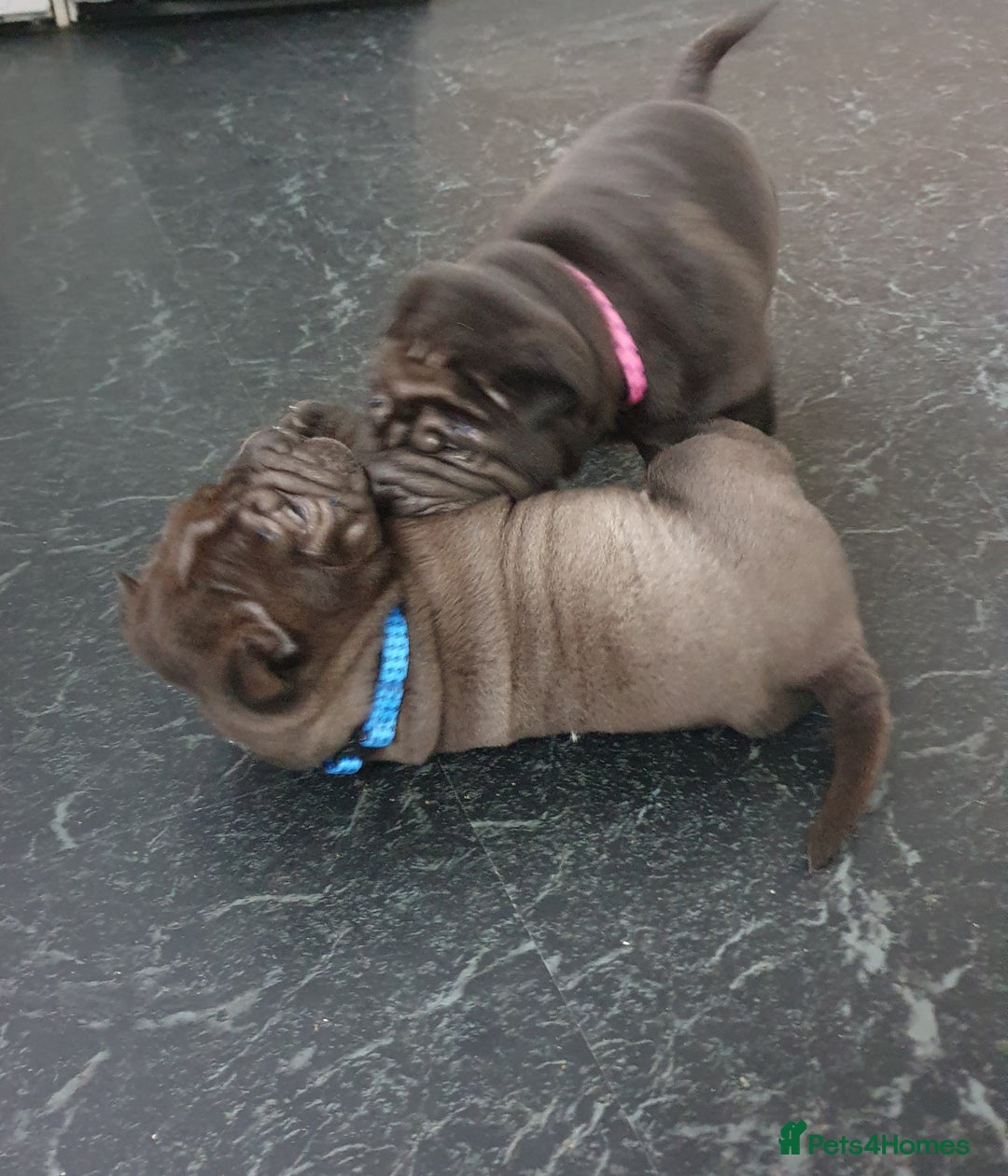 Shar Pei dogs for sale: Stunning KC Registered Shar Pei puppies - Advert 7