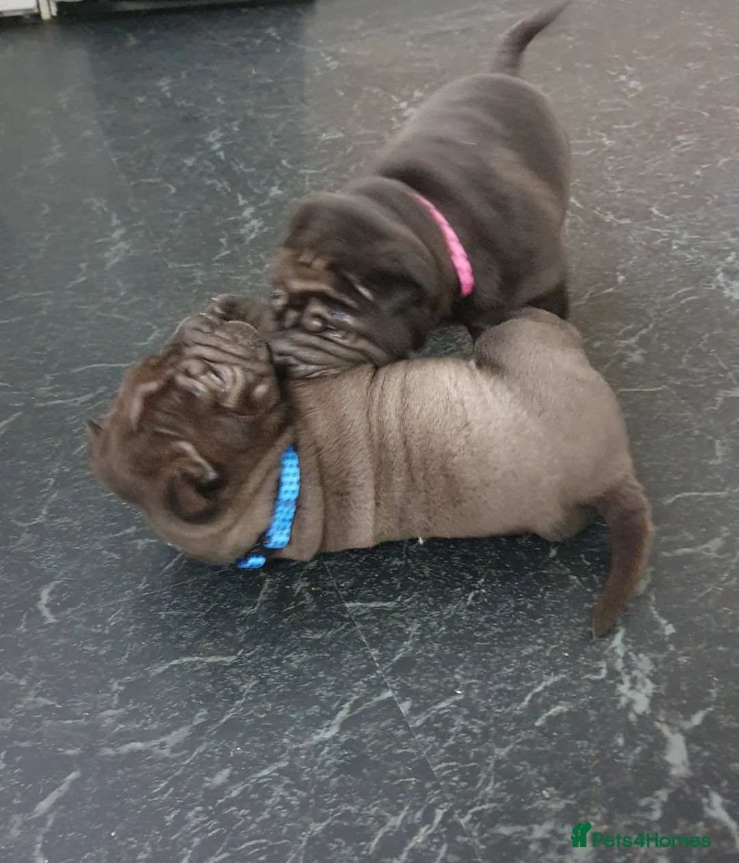 Shar Pei dogs for sale: Stunning KC Registered Shar Pei puppies - Advert 6