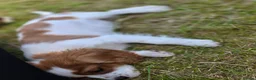 Cavalier King Charles Spaniel dogs for sale: Friendly and playful Cavalier Puppies - Advert 11